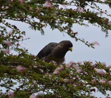 Bird in the forest canopy near Bwindi Ruhija sector