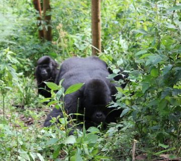 Mountain gorilla family in the forest, representative of Rushaga sector trekking in Bwindi