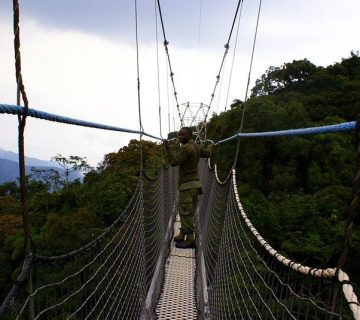 Canopy walk in Nyungwe National Park, Rwanda