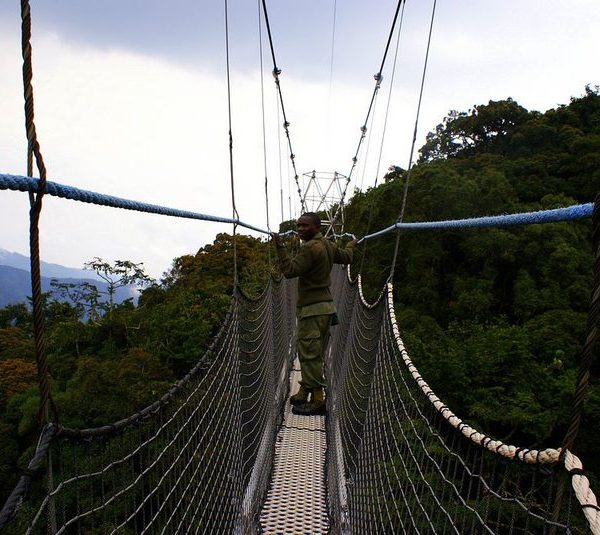 Canopy walk in Nyungwe National Park, Rwanda