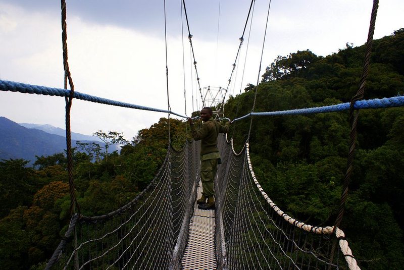 Canopy walk in Nyungwe National Park, Rwanda
