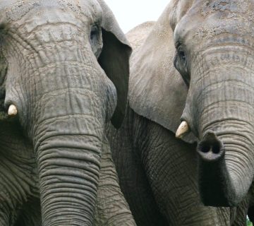 Elephants in Samburu National Reserve conservation area