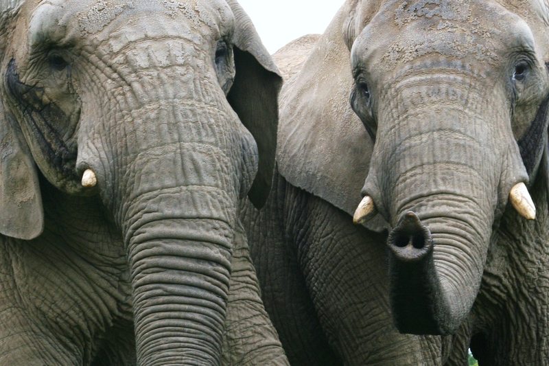 Elephants in Samburu National Reserve conservation area