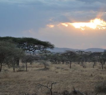 Acacia trees silhouetted against a Serengeti sunset