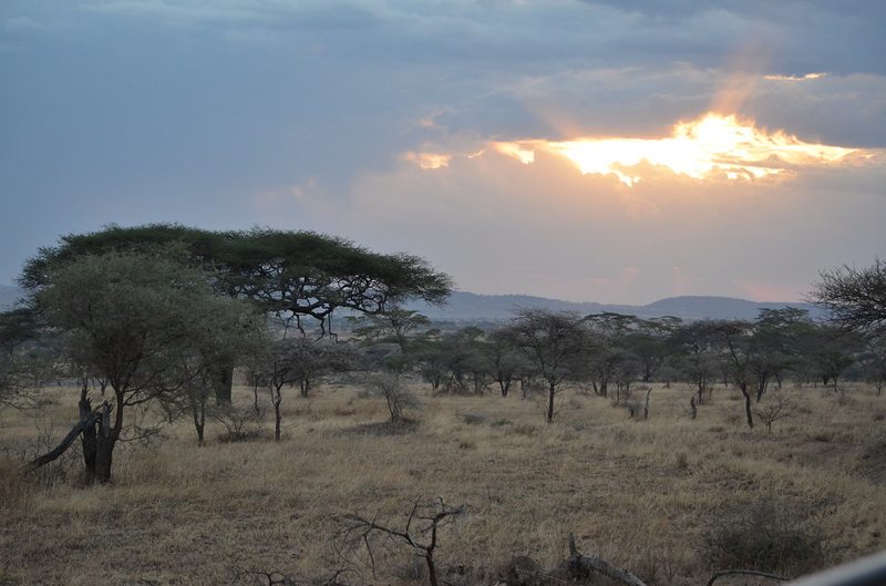 Acacia trees silhouetted against a Serengeti sunset