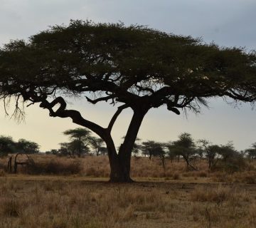 Acacia tree at sunset in Serengeti National Park