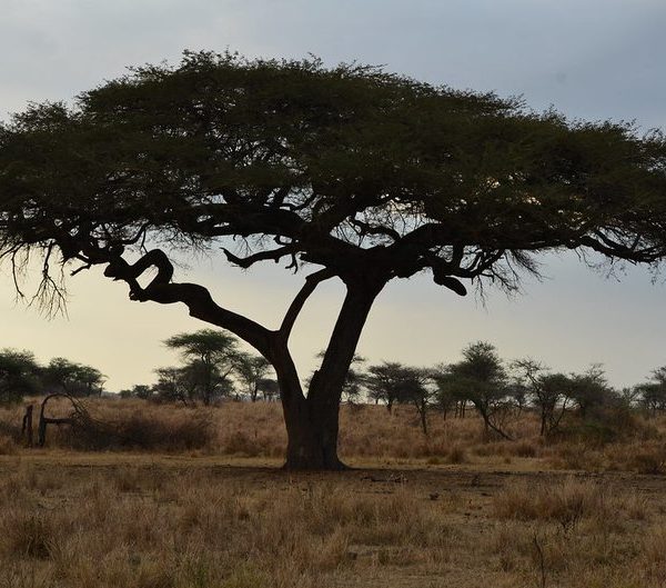 Acacia tree at sunset in Serengeti National Park