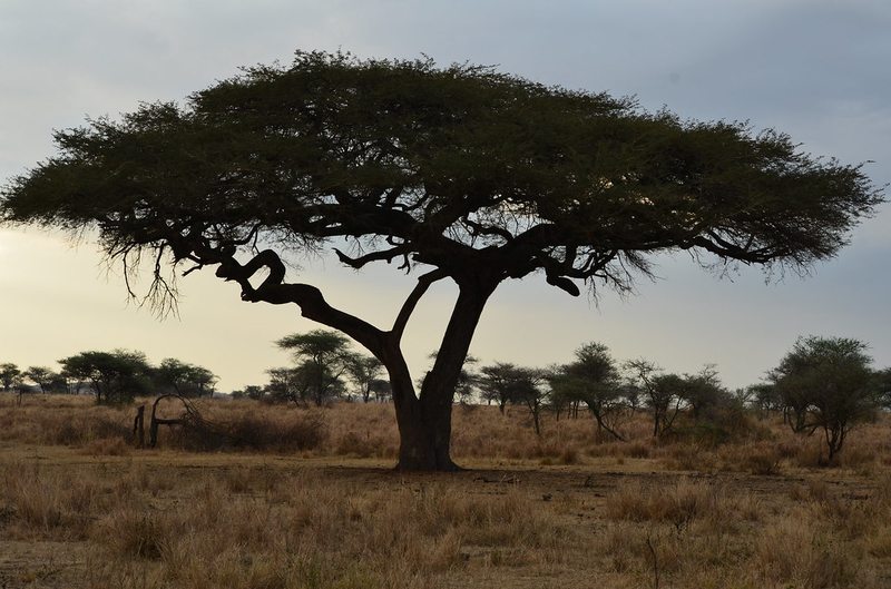 Acacia tree at sunset in Serengeti National Park