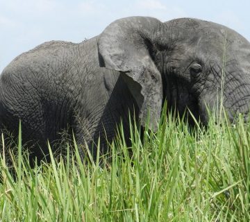 Close up view of an elephant in the grasslands of Tarangire National Park, Tanzania