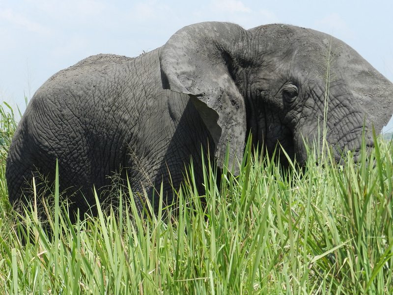 Close up view of an elephant in the grasslands of Tarangire National Park, Tanzania