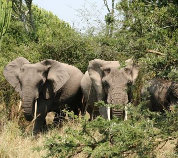 Elephant family in Tarangire National Park, Tanzania