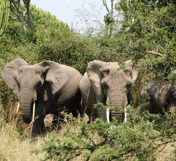 Elephant family in Tarangire National Park, Tanzania