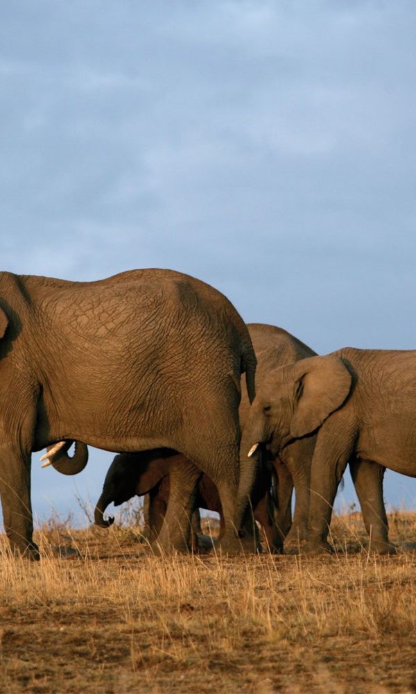 Red dusted elephant herd walking in Tsavo East National Park, Kenya