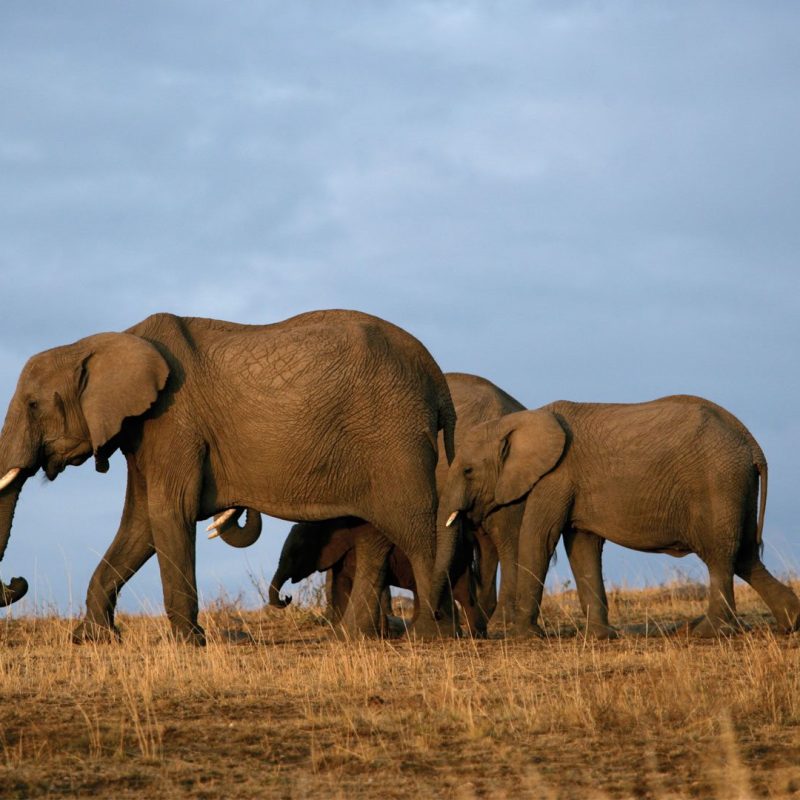 Red elephants, Tsavo East National Park Red-dusted elephant herd walking in Tsavo East National Park, Kenya