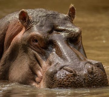 Hippo wildlife near Tsavo National Park, Kenya