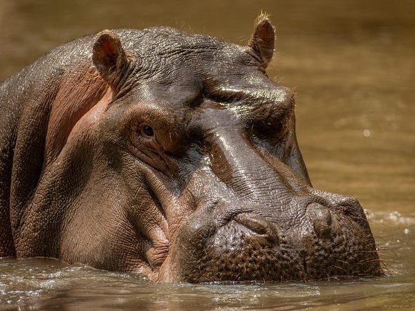 Hippo wildlife near Tsavo National Park, Kenya