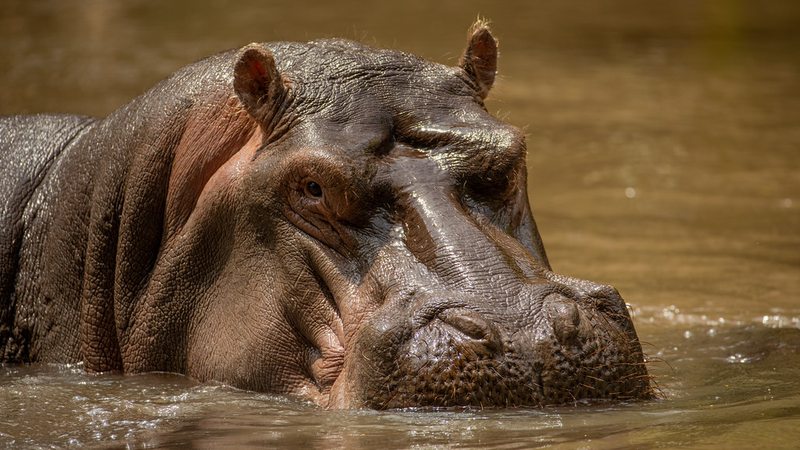 Hippo wildlife near Tsavo National Park, Kenya