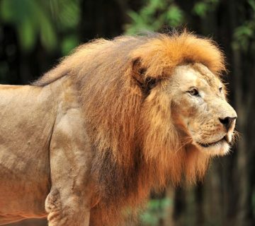 Lion in Tsavo National Park on a Big Five safari