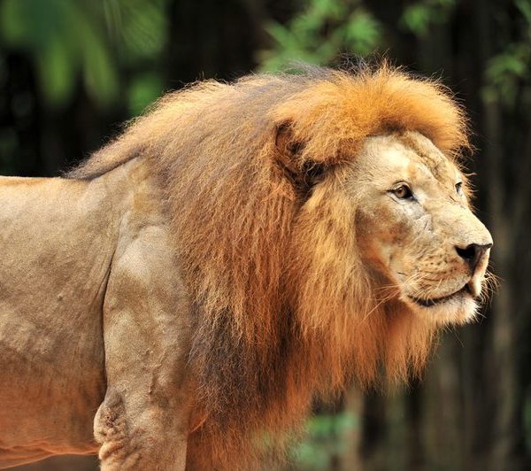 Lion in Tsavo National Park on a Big Five safari
