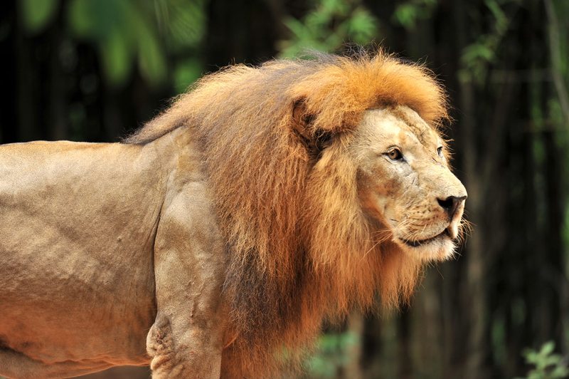 Lion in Tsavo National Park on a Big Five safari