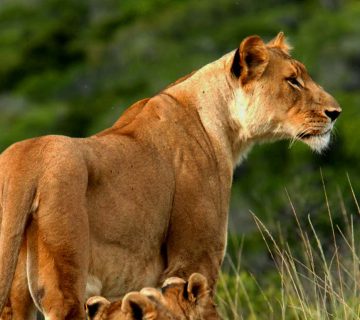 Lioness with cubs in Tsavo West National Park, Kenya