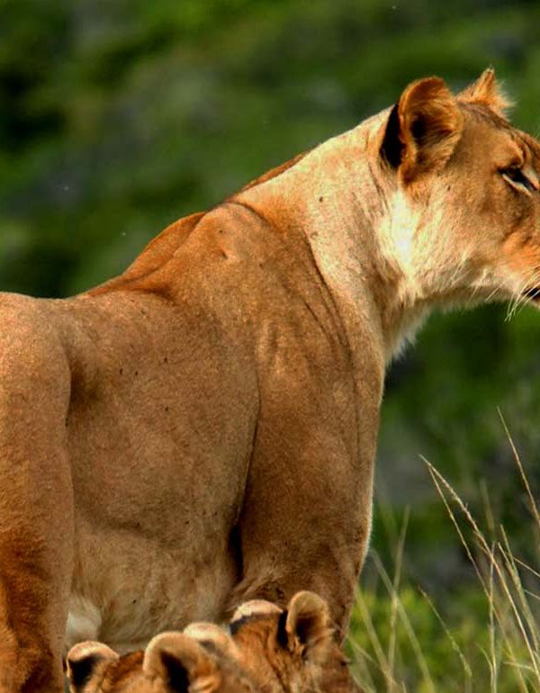 Lioness with cubs in Tsavo West National Park, Kenya