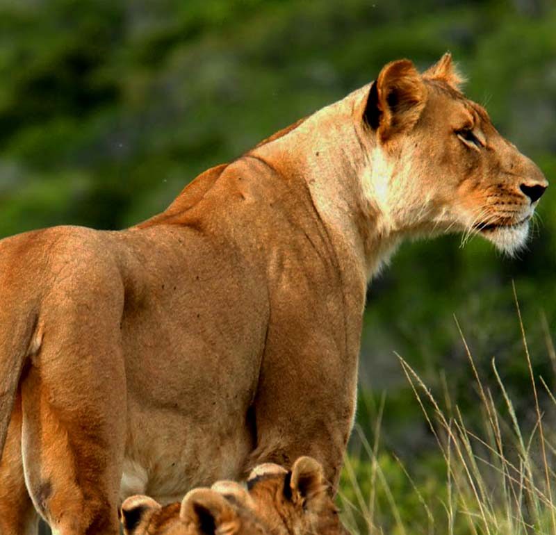Lioness with cubs in Tsavo West National Park, Kenya