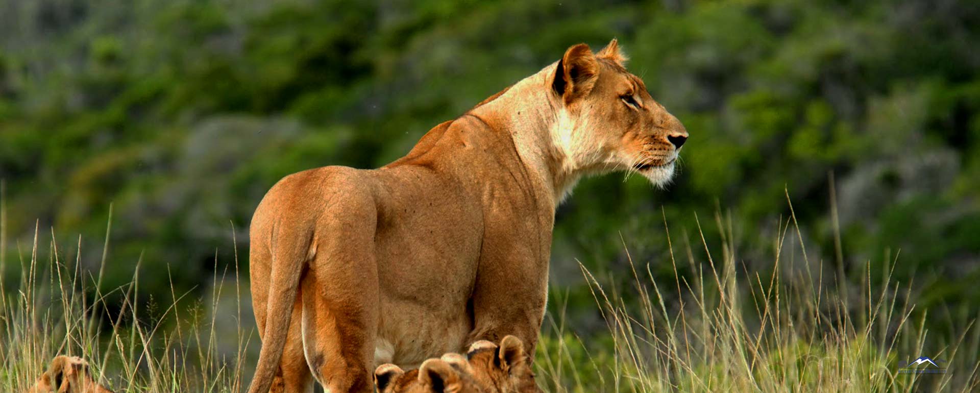 Lioness with cubs in Tsavo West National Park, Kenya