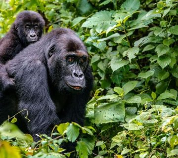 A mountain gorilla mother with baby in the Virunga landscape