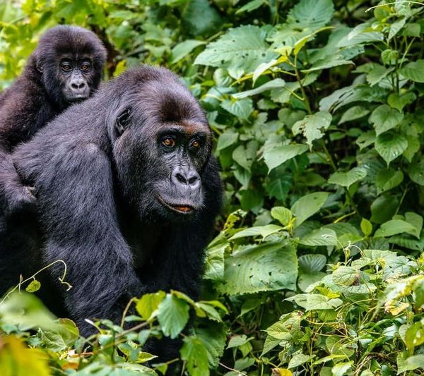 A mountain gorilla mother with baby in the Virunga landscape