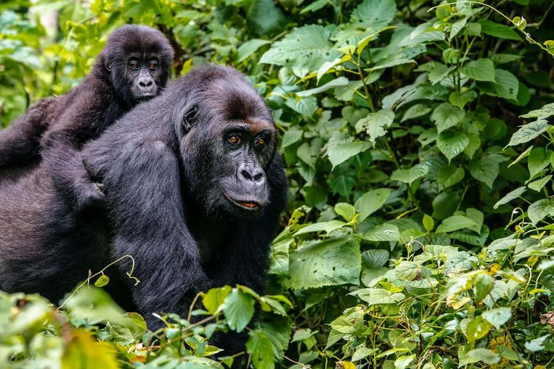 A mountain gorilla mother with baby in the Virunga landscape