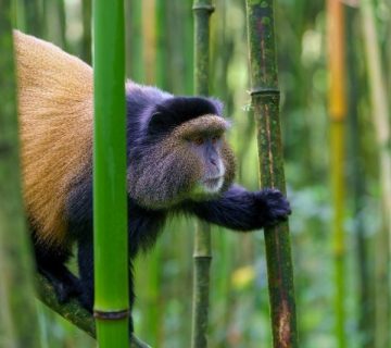Golden monkey in the bamboo forest of Volcanoes National Park, Rwanda