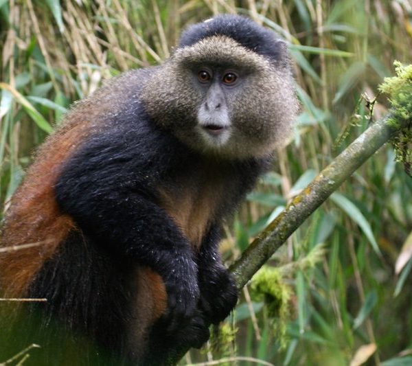 A golden monkey in the forest at Volcanoes National Park, Rwanda, one of the park genuine primate activities
