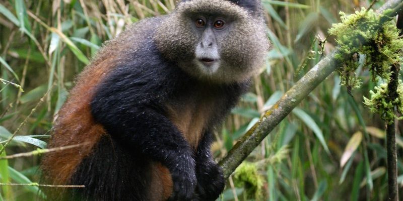 volcanoes-national-park-golden-monkey.jpg Golden monkey in the bamboo forest of Volcanoes National Park, Rwanda