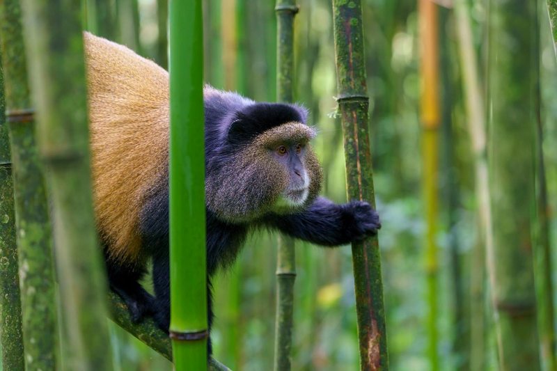 Golden monkey in the bamboo forest of Volcanoes National Park, Rwanda