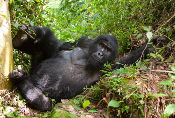 A 6 Week Training Plan for Your Gorilla Trek