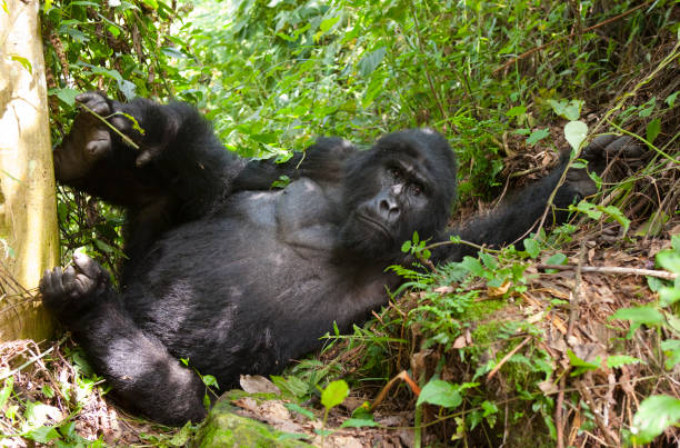 A 6 Week Training Plan for Your Gorilla Trek