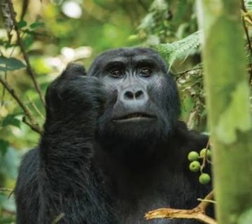 A Gorilla Trek Day in Bwindi, Hour by Hour