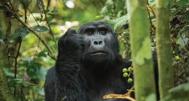 A Gorilla Trek Day in Bwindi, Hour by Hour