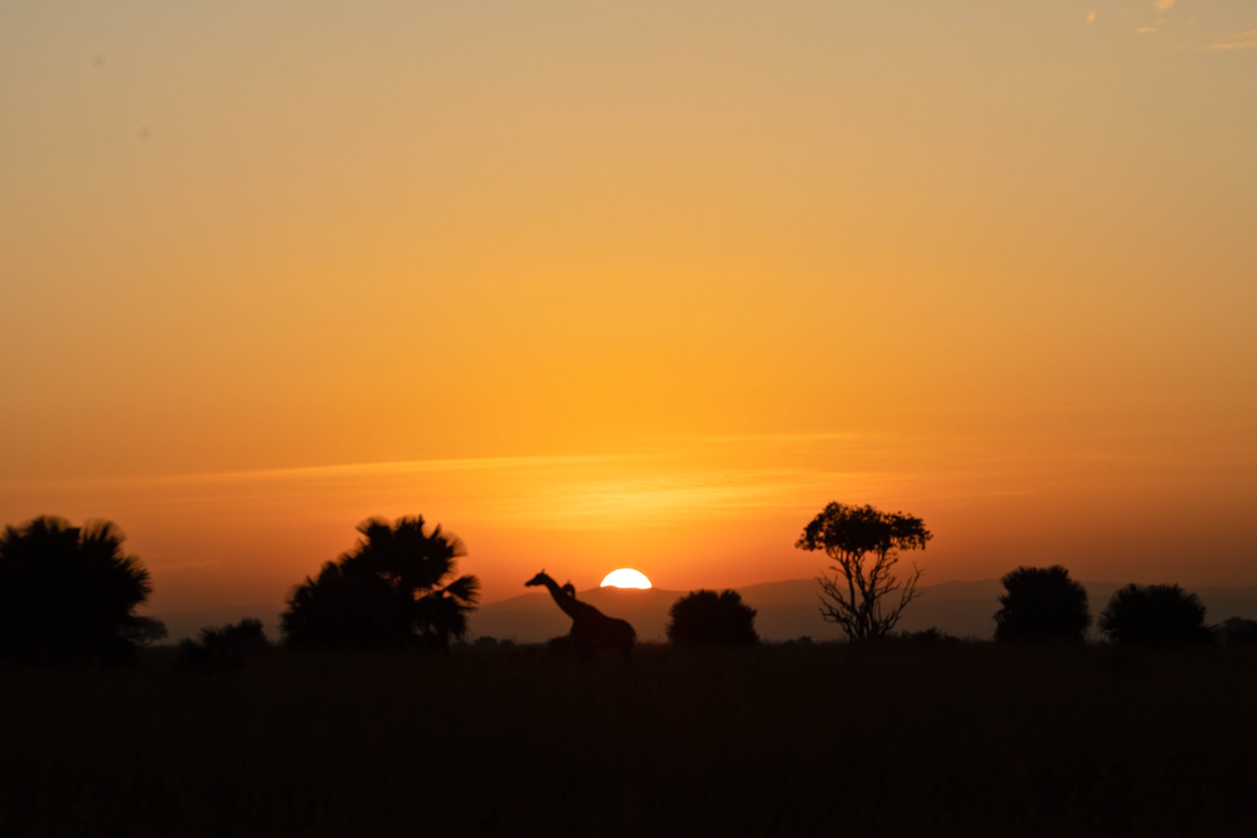 ALL IN AFRICA SAFARIS 3 scaled