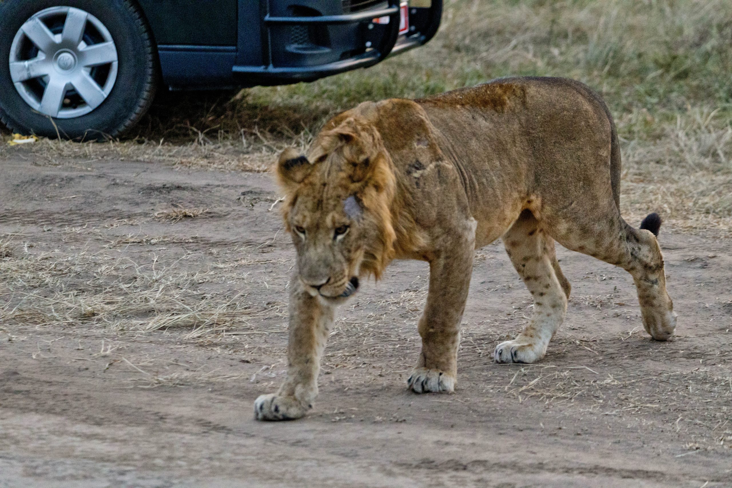 ALL IN AFRICA SAFARIS scaled