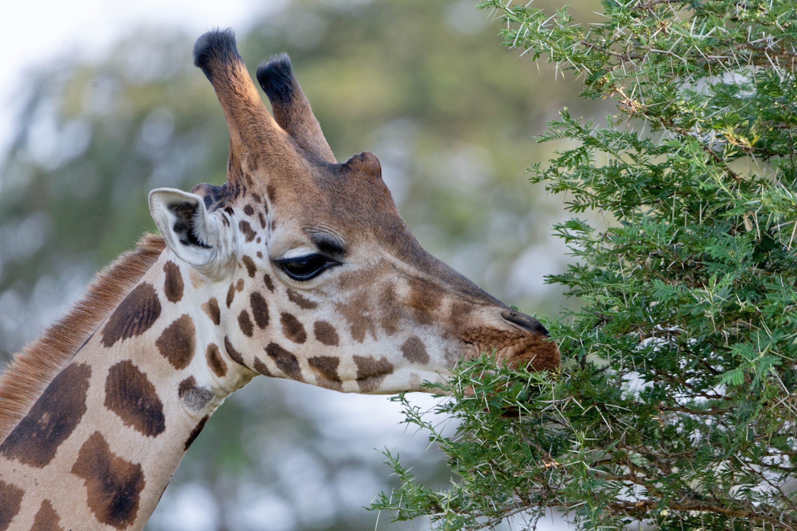 ALL IN AFRICA SAFARIS 10 4 scaled