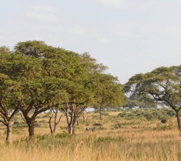 ALL IN AFRICA SAFARIS 155 4 360x320