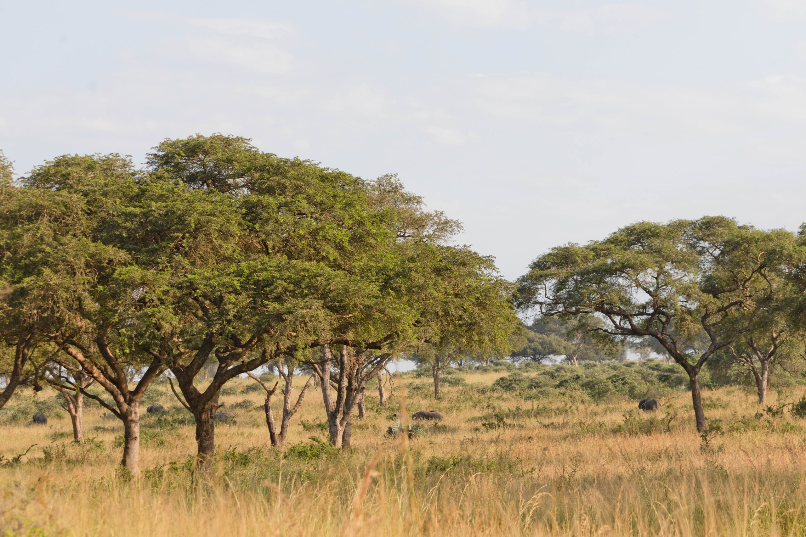 ALL IN AFRICA SAFARIS 155 4 scaled