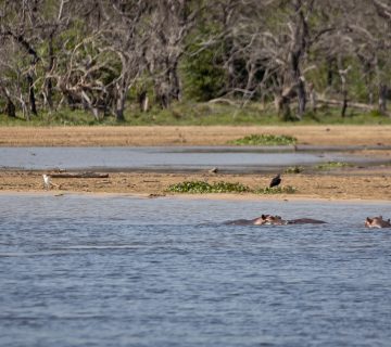 ALL IN AFRICA SAFARIS 223 2 360x320