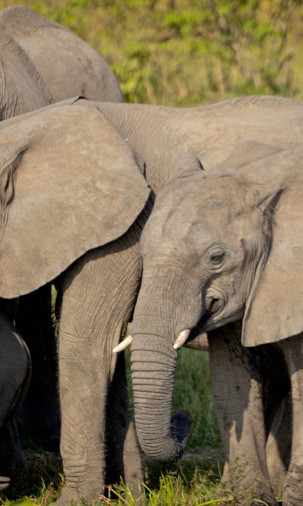 ALL IN AFRICA SAFARIS 292 600x1000