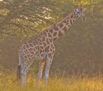 ALL IN AFRICA SAFARIS 31 360x320
