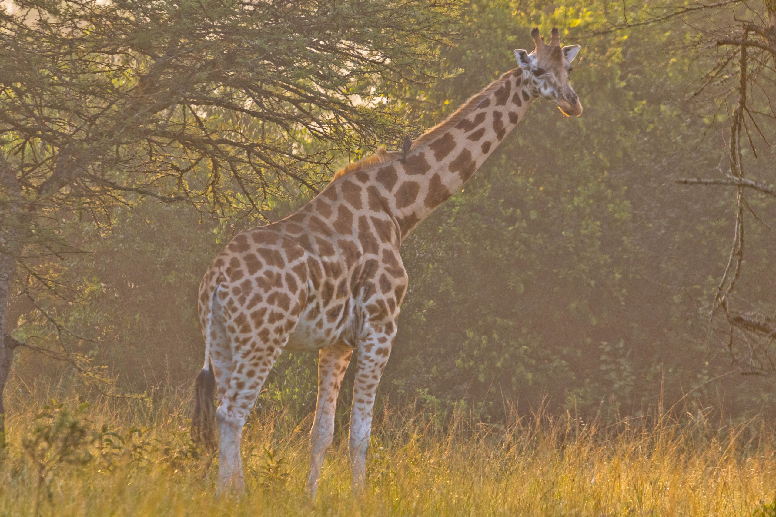 ALL IN AFRICA SAFARIS 31 scaled