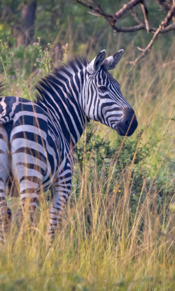 ALL IN AFRICA SAFARIS 34 600x1000
