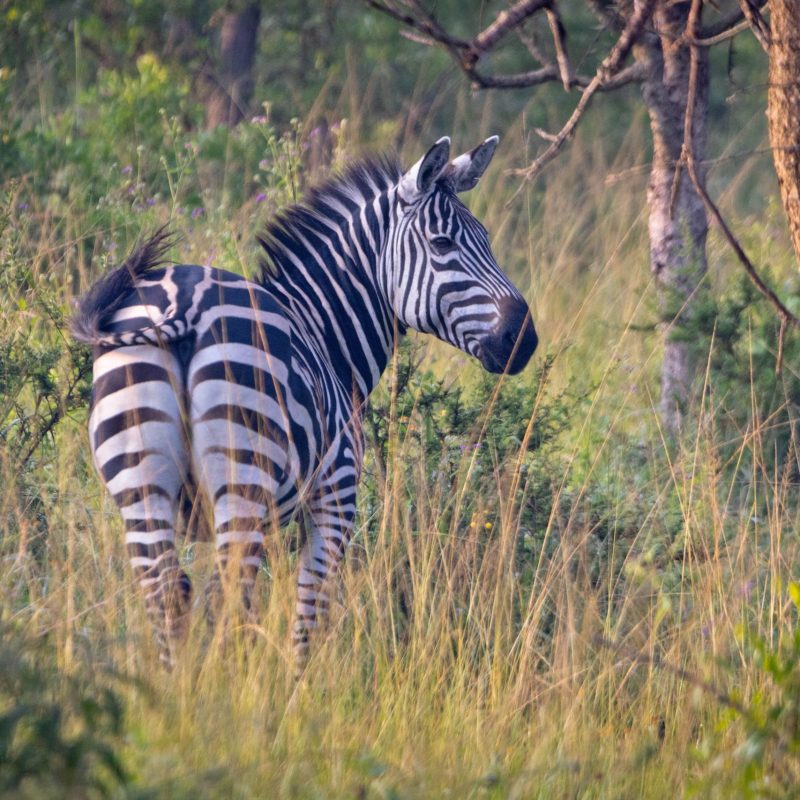 ALL IN AFRICA SAFARIS_34